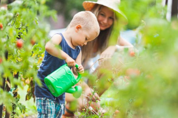 eigen moestuin kweken
