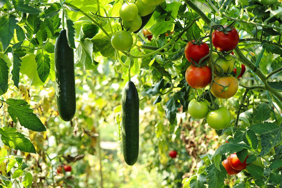 moestuin